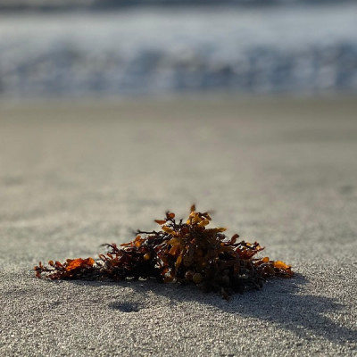  Strandentdeckungstour mit Seegrasworkshop