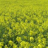 Drachenfest_2010_087