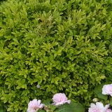 Gewerbeschau_2014_53