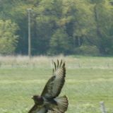 bussard