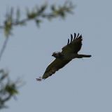 bussard2
