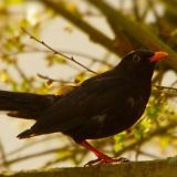 drossel_von_jochenruser