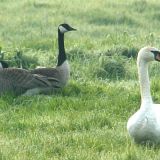 gaense_und_schwan