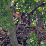 seeadler_im_horst_von_jochenruser