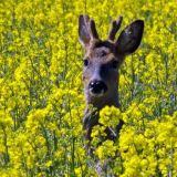 Rehbock_im_Rapsfeld