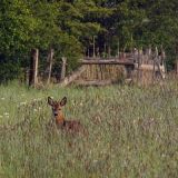 Rehe_im_Feld