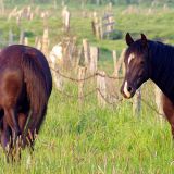 pferde_von_Jochen_Ruser